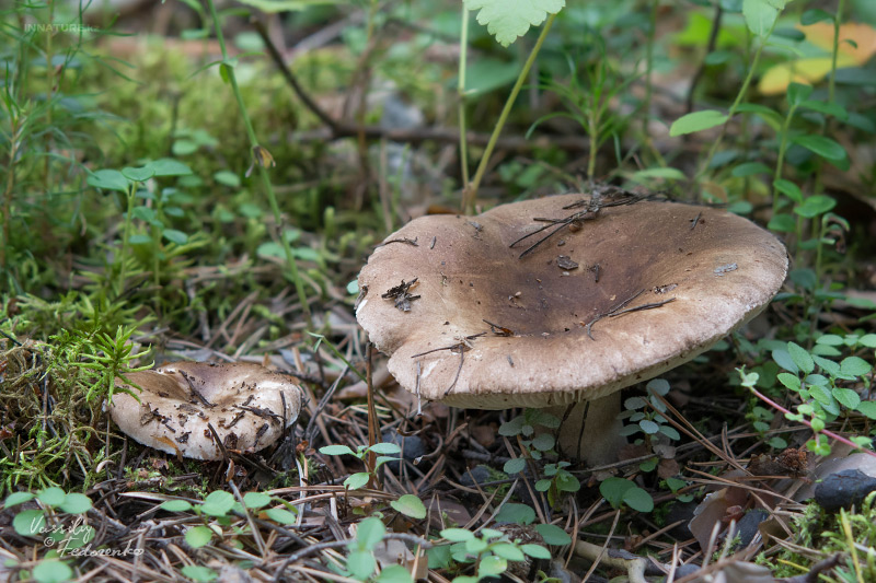 russula_01_9.jpg