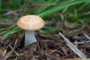 russula_01_t1.jpg