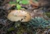 russula_01_t1_10.jpg