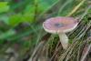 russula_01_t1_11.jpg