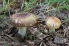 russula_01_t1_12.jpg