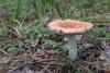 russula_01_t1_13.jpg