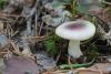 russula_01_t1_2.jpg