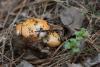 russula_01_t1_6.jpg