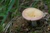 russula_01_t1_7.jpg