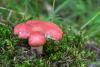 russula_01_t1_8.jpg