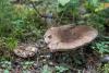 russula_01_t1_9.jpg