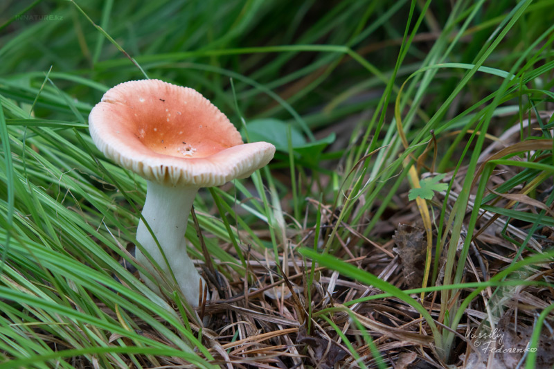 russula_02.jpg