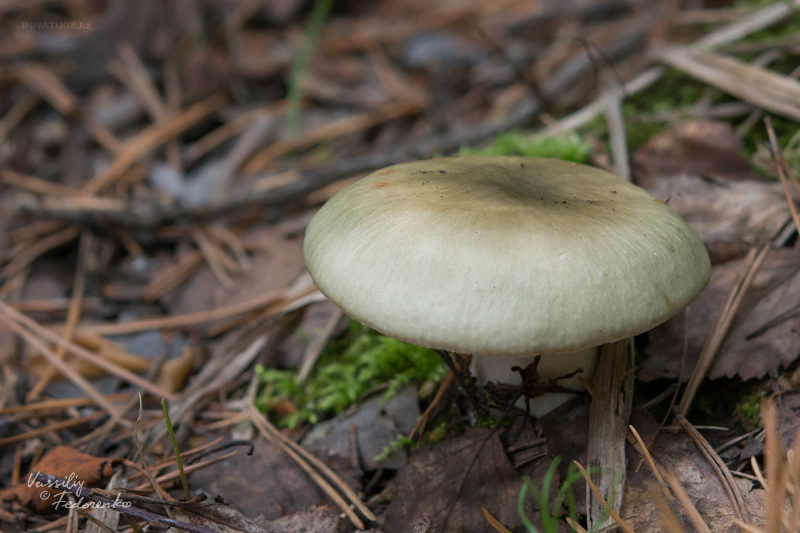 russula_02_1.jpg