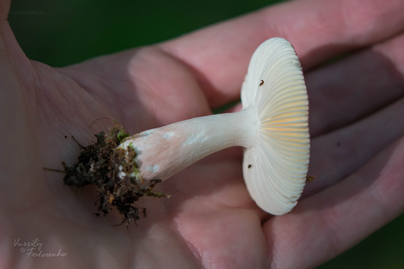 russula_02_10.jpg