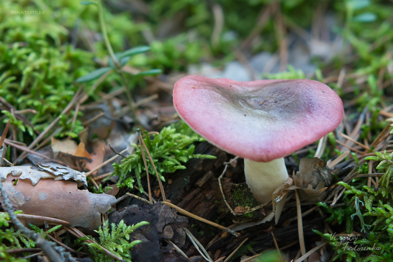 russula_02_2.jpg