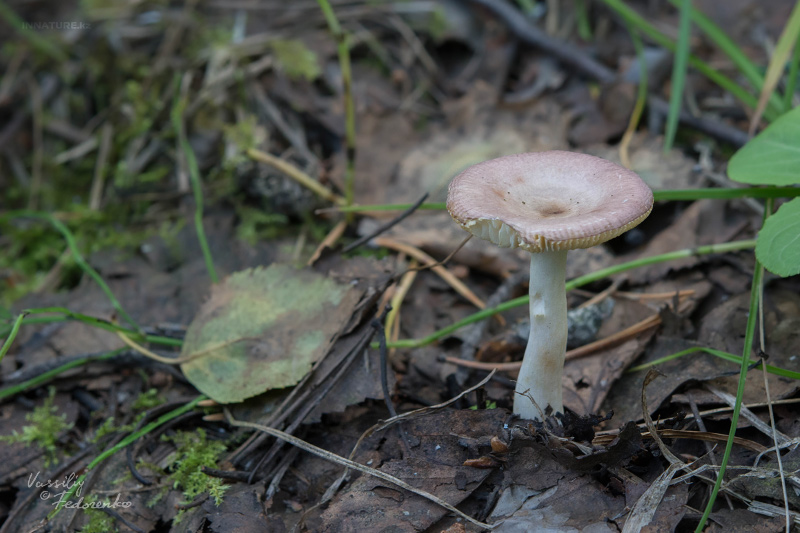 russula_02_4.jpg