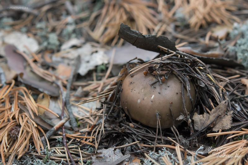 russula_02_5.jpg