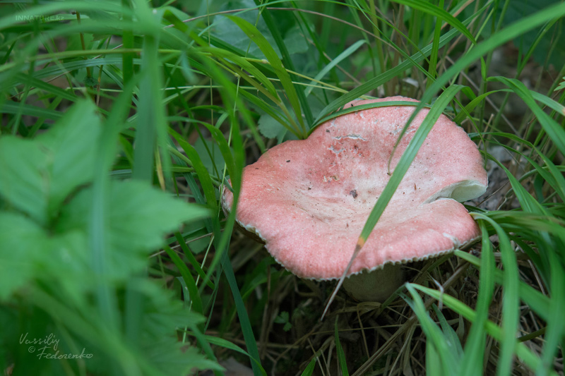 russula_02_6.jpg