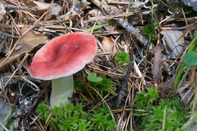 russula_02_7.jpg