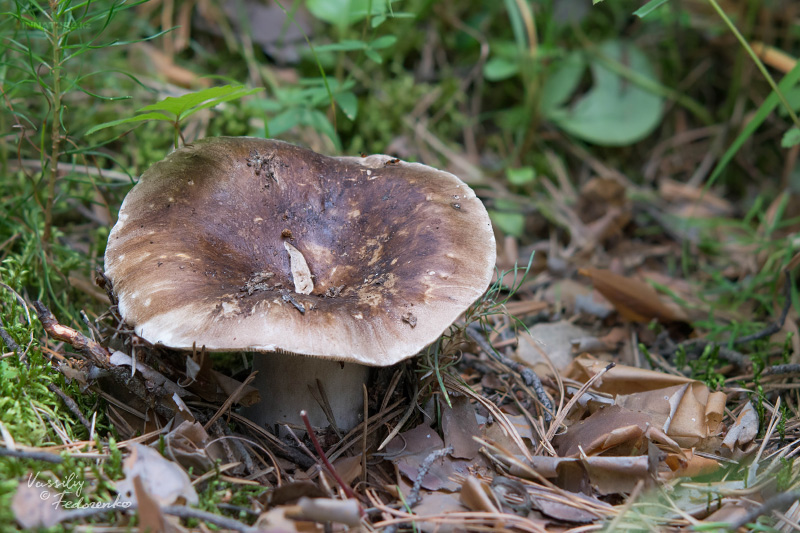 russula_02_8.jpg