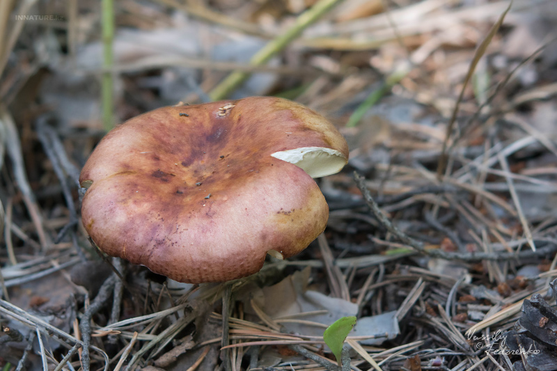 russula_02_9.jpg