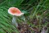 russula_02_t1.jpg