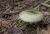 russula_02_t1_1.jpg