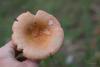 russula_02_t1_12.jpg