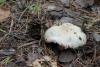 russula_02_t1_3.jpg