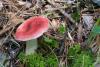 russula_02_t1_7.jpg