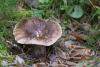 russula_02_t1_8.jpg