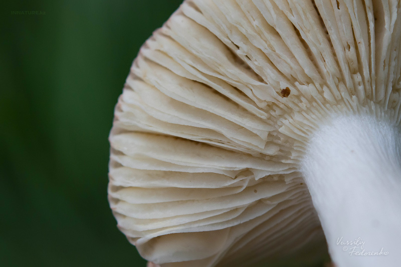 russula_03.jpg