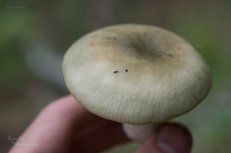 russula_03_1.jpg