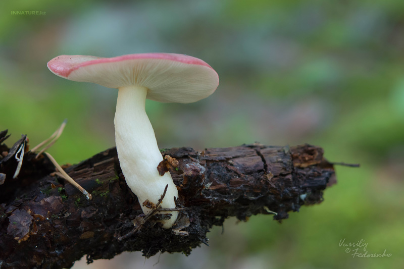 russula_03_2.jpg