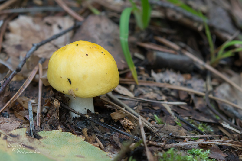 russula_03_3.jpg