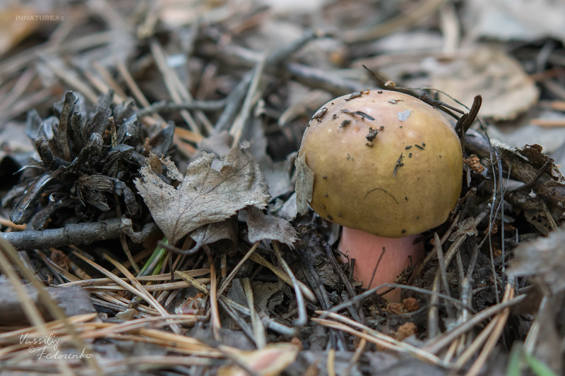 russula_03_4.jpg