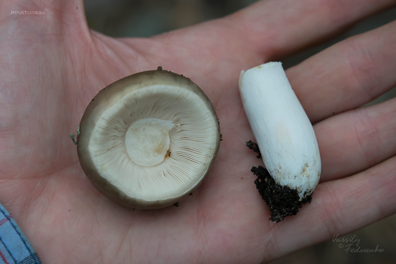 russula_03_5.jpg