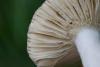 russula_03_t1.jpg