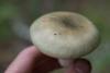 russula_03_t1_1.jpg