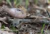 russula_03_t1_10.jpg