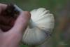 russula_03_t1_11.jpg