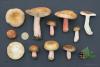 russula_03_t1_12.jpg