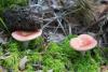 russula_03_t1_6.jpg