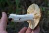 russula_03_t1_8.jpg