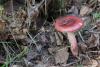 russula_03_t1_9.jpg