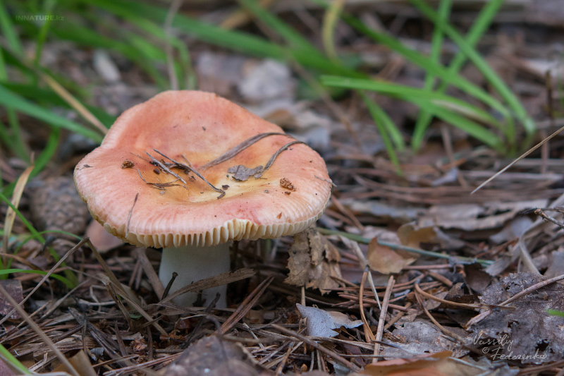 russula_04.jpg