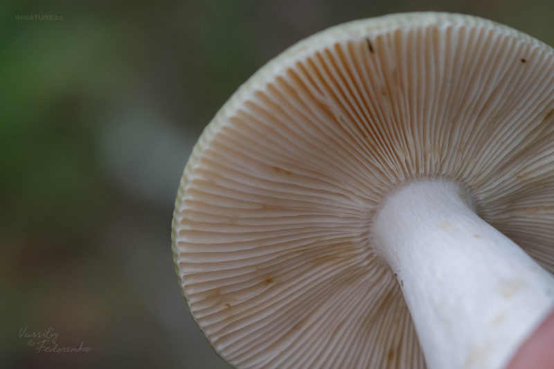 russula_04_1.jpg