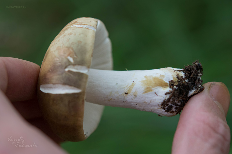 russula_04_10.jpg