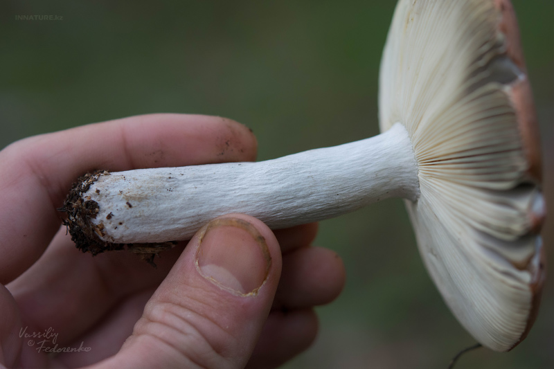 russula_04_11.jpg