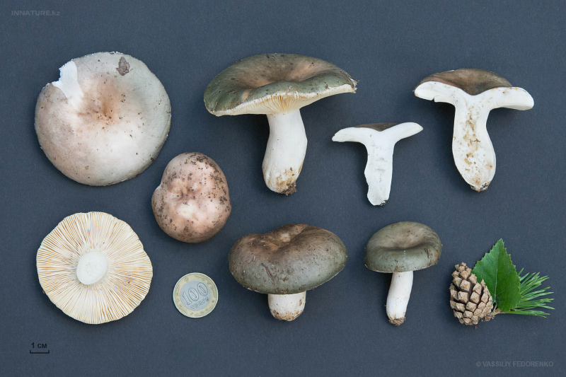 russula_04_12.jpg