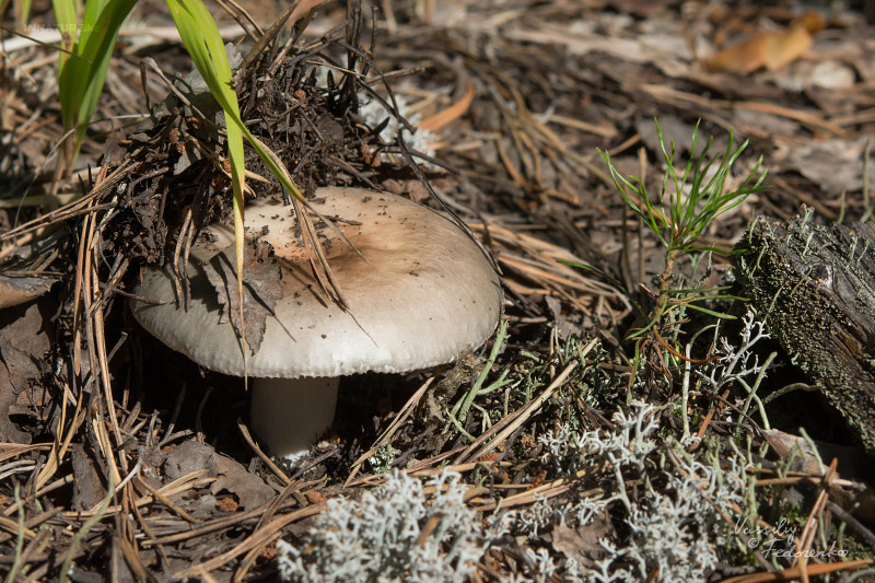 russula_04_2.jpg