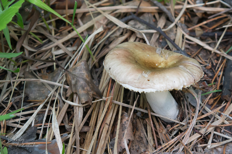 russula_04_3.jpg