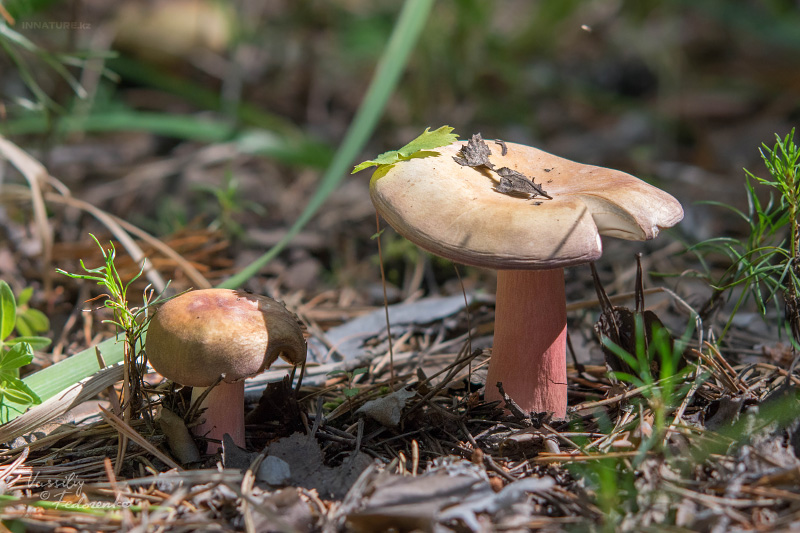 russula_04_4.jpg