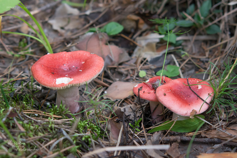 russula_04_5.jpg